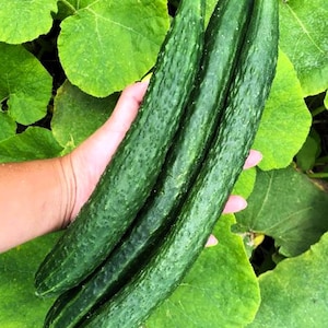 Japanese Climbing, Cucumber, Heirloom Garden Seeds Open Pollinated Container Gardening Vegetable Seeds Non-GMO Seed Packet Japanese Heirloom