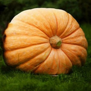Mammoth Gold, Pumpkin, Organic Heirloom Garden Seeds - Non-GMO, Open Pollinated Vegetable Seed Packets for Container Gardening Giant Pumpkin