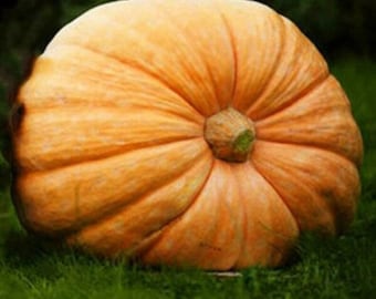 Mammoth Gold Pumpkin Seeds: Organic Heirloom, Non-GMO