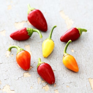 Cascabella Hot Pepper Seeds: Organic Heirloom, Non-GMO Vegetable