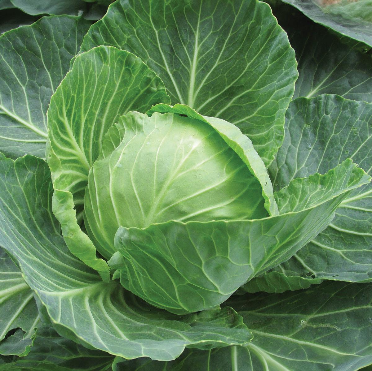 Golden Acre Cabbage Seeds: Organic Heirloom, Early Harvest - Etsy