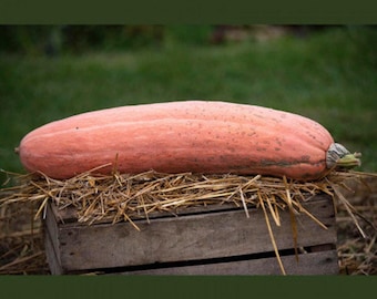 Jumbo Pink Banana Winter Squash Seeds: Heirloom, Non-GMO