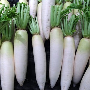 Daikon Japanese Minowase, Radish, Organic Heirloom Garden Seeds - Non-GMO, Open Pollinated Vegetable Seed Packets for Container Gardening