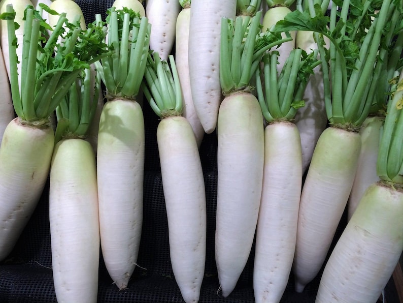 MountainRiverSeed Daikon Radish Seeds Japanese Minowase - Thumbnail 2
