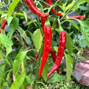 Maria Nagy&#39;s Transylvanian, Hot Pepper, Organic Heirloom Garden Seeds - Non-GMO, Open Pollinated Vegetable Seed Packets Container Gardening
