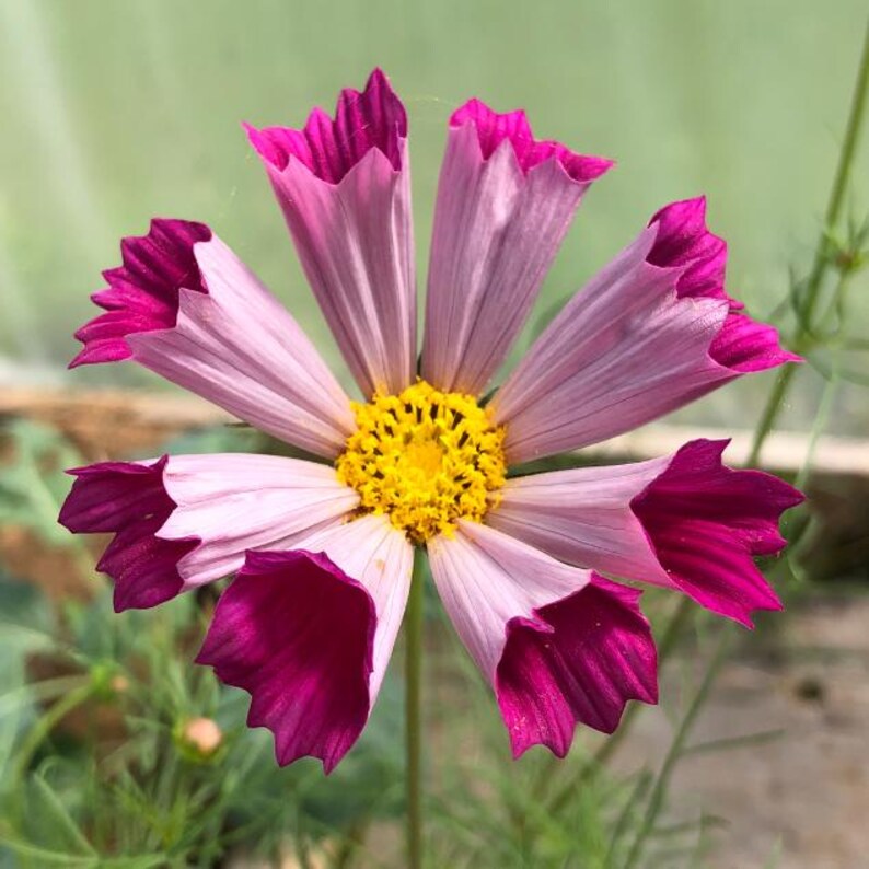 May include: A pink and magenta flower with a yellow center. The flower has a unique, ruffled appearance.
