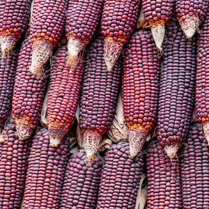 May include: Close-up of several ears of purple corn. The kernels are a deep reddish-purple, tightly packed on the cob. The husks are a light tan color, and the tips of the cobs are a pale white. The image is well-lit, highlighting the texture and color of the corn.
