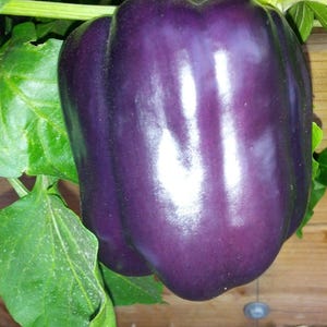 Purple Beauty Sweet Pepper Seeds: Heirloom, Non-GMO