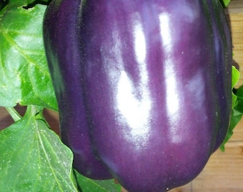 Purple Beauty Sweet Pepper Seeds: Heirloom, Non-GMO