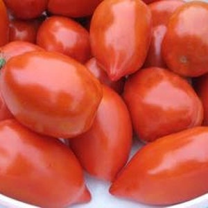 Pu&ograve; includere: Una ciotola di pomodori Roma rossi e maturi.