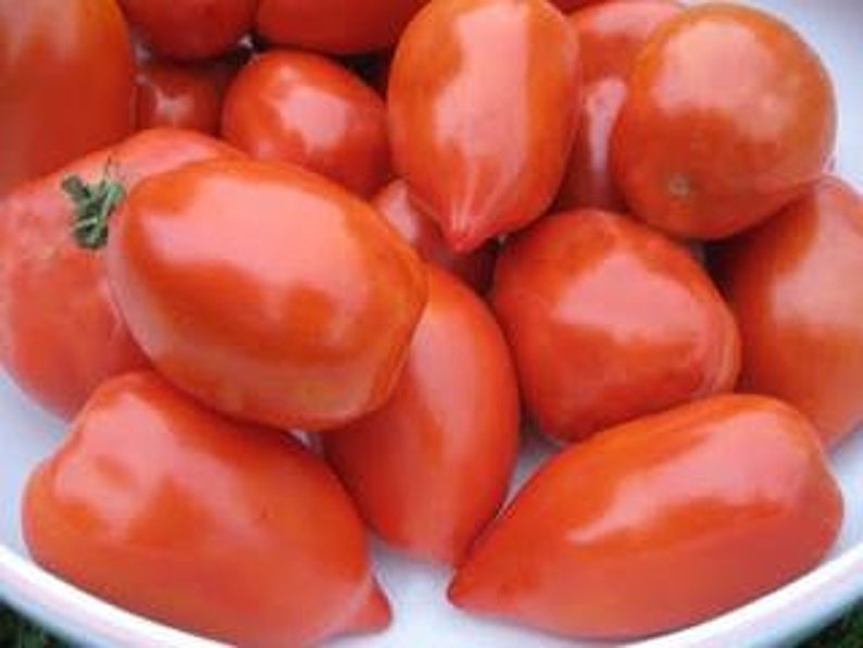 Pu&ograve; includere: Una ciotola di pomodori Roma rossi e maturi.