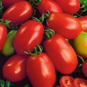 Napoli, Paste Tomato, 20+ Italian Heirloom Garden Seeds Open Pollinated Container Gardening Organic Vegetable Seeds Non-GMO Seed Packets