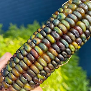 Oaxacan Green, Dent Corn, Rare Organic Heirloom Garden Seeds - Non-GMO, Open Pollinated Vegetable Seed Packets for Container Gardening