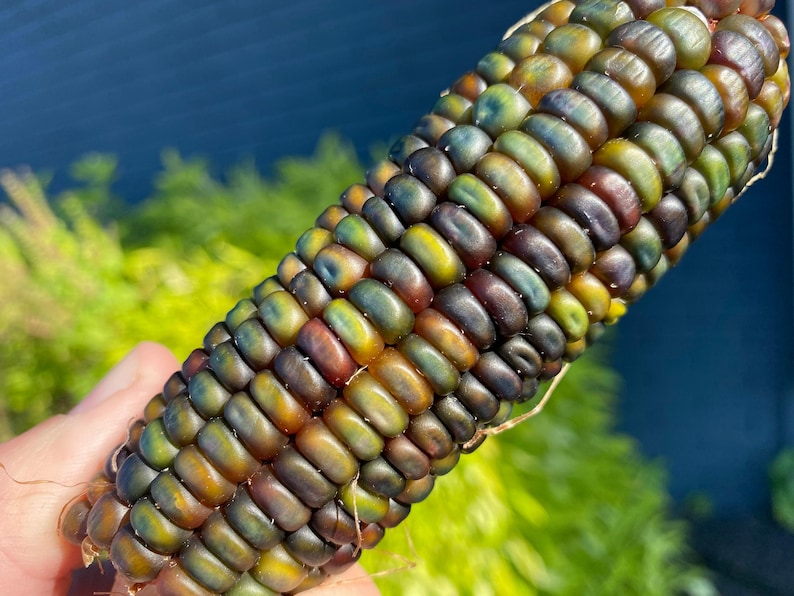 May include: Close-up of a colorful ear of corn with kernels in shades of blue, green, red, and yellow. The corn is held in a hand, with a blurred green and blue background.