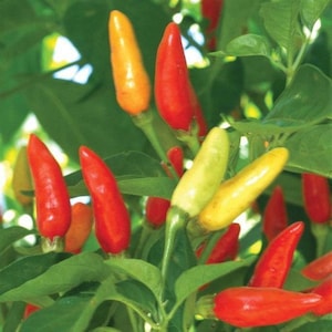 Tabasco, Hot Pepper, Organic Heirloom Garden Seeds  Non-GMO, Open Pollinated Vegetable Seed Packets for Container Gardening Hot Sauce pepper
