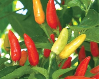 Tabasco Hot Pepper Seeds- Hot Sauce pepper - Heirloom Seeds - Open Pollinated - Container Garden - Garden Seeds - Vegetable Seeds - Non-GMO