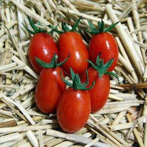 A Grappoli d&#39; Inverno, Paste Tomato, Rare Heirloom Garden Seeds - Non-GMO, Open Pollinated Vegetable Seed Packets for Container Gardening
