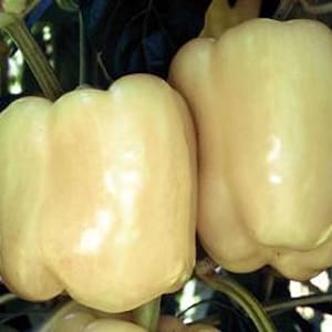 Diamond Sweet, Bell Pepper, Organic Heirloom Garden Seeds - Non-GMO, Open Pollinated Vegetable Seed Packets for Container Gardening