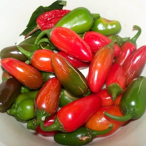 10+ Jaluv An Attitude, Hot pepper, Organic Heirloom Garden Seeds - Non-GMO, Open Pollinated Vegetable Seed Packets for Container Gardening