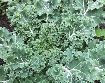 Vates Dwarf Blue Curled Kale Seeds: Organic Heirloom Vegetable