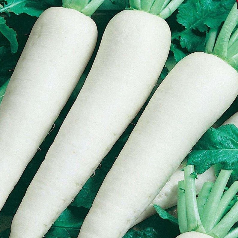 MountainRiverSeed Daikon Radish Seeds Japanese Minowase - Thumbnail 5