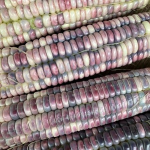 Blue Clarage, Dent Corn, Heirloom Seeds Animal Feed Flour Corn Non GMO seeds organically grown Open Pollinated Grind your own cornmeal