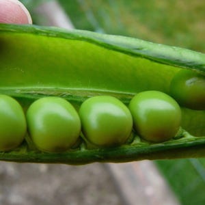 Lincoln Homesteader, Pea, Heirloom Garden Seeds Open Pollinated Container Gardening Vegetable Seeds Non-GMO Seed Packets English Heirloom