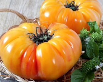 Pineapple Beefsteak Tomato Seeds: 20+ Organic Heirloom Seeds