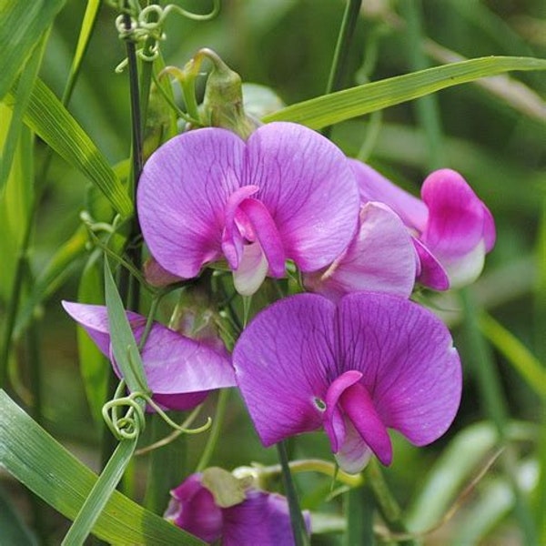 Magnolia Blossom Pea