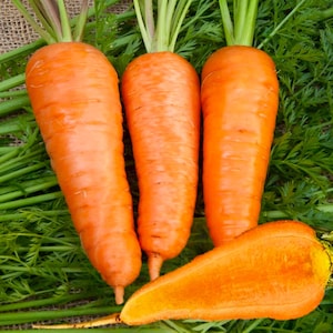 Royal Chantenay, Carrot, Organic Heirloom Garden Seeds - Non-GMO, Open Pollinated Vegetable Seed Packets for Container Gardening Improved