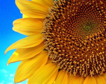 thumbnail image 2 of Mongolian Sunflower Seeds For Planting – 50 Seeds Per Packet 2 of 9