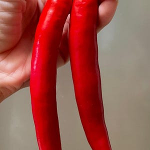 Korean, Hot Pepper, Korean Organic Heirloom Garden Seeds - Non-GMO, Open Pollinated Vegetable Seed Packets for Container Gardening spice