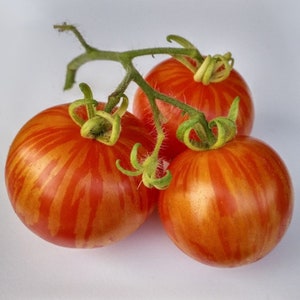 20+ Tigerella, Tomato, Rare English Organic Heirloom Garden Seeds - Non-GMO, Open Pollinated Vegetable Seed Packets for Container Gardening
