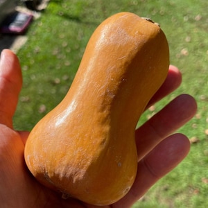 May include: A close-up of a butternut squash, a type of winter squash, with a smooth, pale orange skin. The squash is held in a person's hand.
