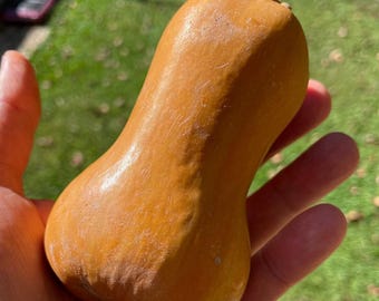 Könnte beinhalten: Nahaufnahme einer Butternusskürbis, eine Art Winterkürbis, mit einer glatten, hellorangen Schale. Der Kürbis wird in der Hand einer Person gehalten.