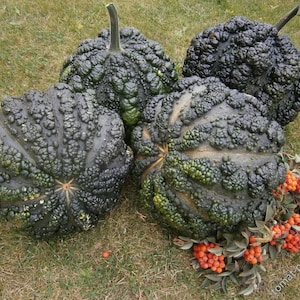 Pode incluir: Quatro ab&oacute;boras verdes com verrugas e um caule castanho sobre um leito de grama verde e bagas vermelhas.