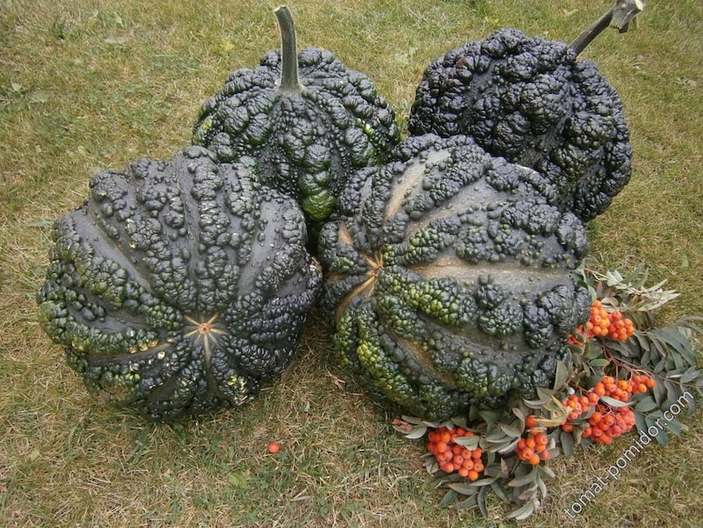 Pode incluir: Quatro ab&oacute;boras verdes com verrugas e um caule castanho sobre um leito de grama verde e bagas vermelhas.