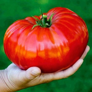 Siberian Giant Pink, Tomato, Russian Heirloom Garden Seeds Open Pollinated Container Gardening Organic Vegetable Seeds Non-GMO Seed Packets