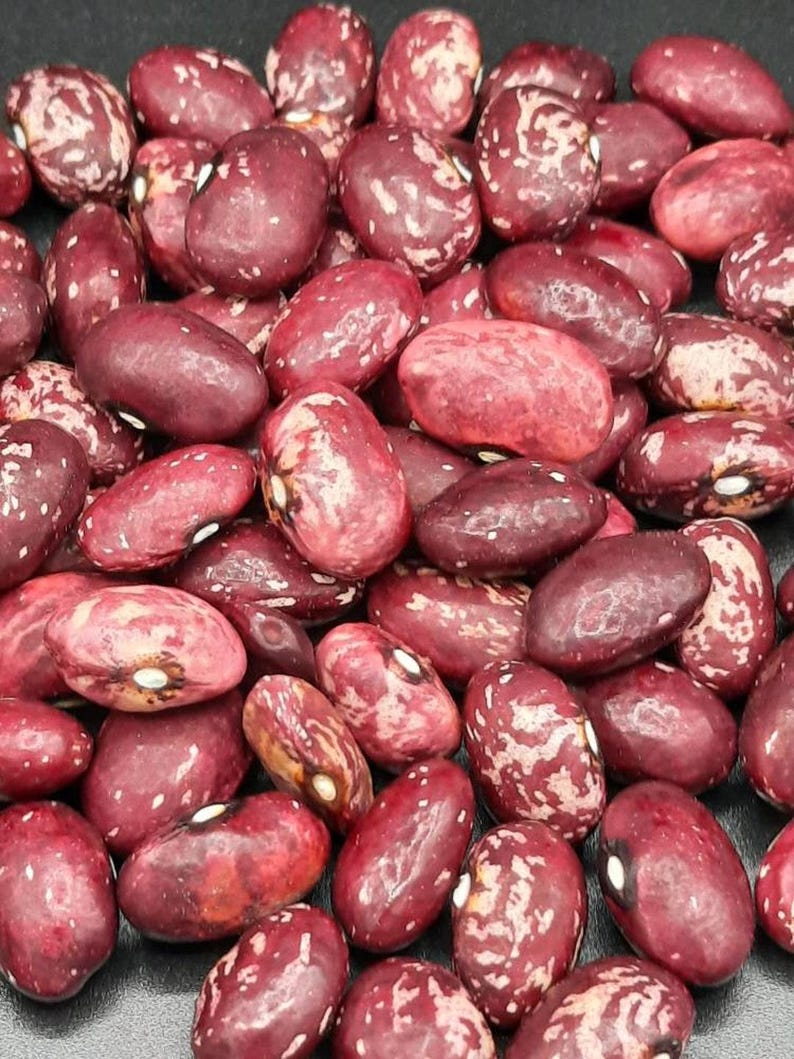 MountainRiverSeed Whipple Bush Bean Seeds - Thumbnail 2
