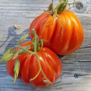 Belmonte Pear, Oxheart Tomato, Italian Heirloom Garden Seeds Open Pollinated Container Gardening Organic Vegetable Seeds Non-GMO Seed Packs