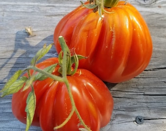 Belmonte Pear Tomato Seeds: Italian Heirloom, Open Pollinated