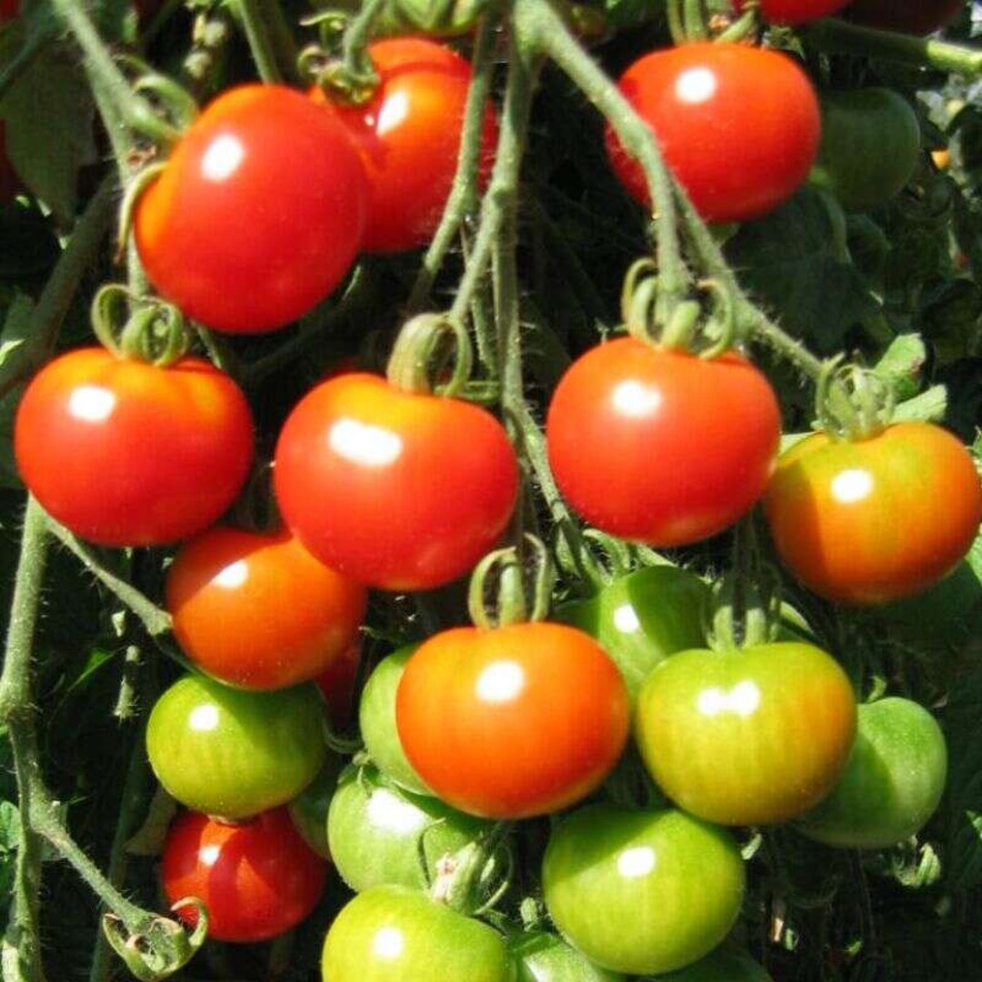 Tomato Riesentraube Cherry Tomato German Heirloom Aka Etsy