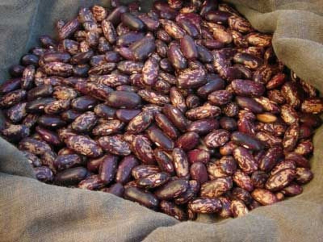 Beans Kebarika Bush Dry Bean Rare Kenyan Heirloom Seed Open Pollinated