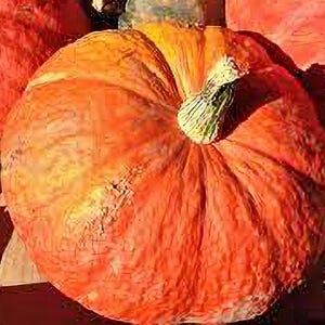 Colorado Plateau Orange, Winter Squash, Heirloom Garden Seeds - Non-GMO, Open Pollinated Vegetable Seed Packets for Container Gardening