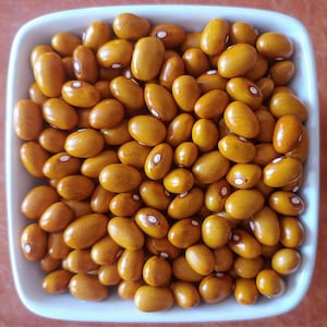 Marfax, Dry bean, Maine Organic Heirloom Garden Bean Seeds - Non-GMO, Open Pollinated Vegetable Seed Packets for Container Gardening