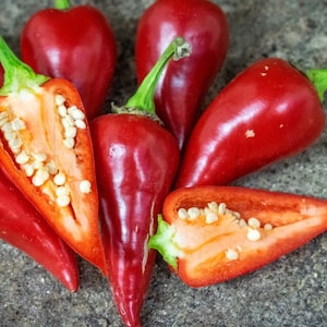 Kalugerista, Hot pepper, Macedonian Organic Heirloom Garden Seeds - Non-GMO, Open Pollinated Vegetable Seed Packets for Container Gardening