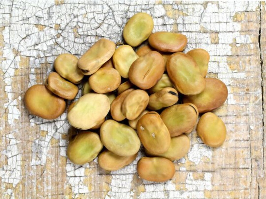 Beans Broad Windsor Fava Bean English Heirloom 10 SEEDS Cold Tolerant