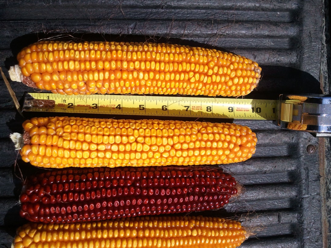 Wapsie Valley Dent Corn Heirloom Naturally Grown Open Pollinated Gardening Nongmo Cornmeal