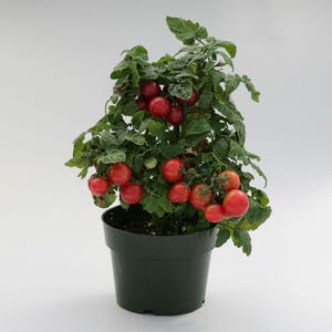 May include: A potted tomato plant with red tomatoes growing on it. The plant is in a black plastic pot.