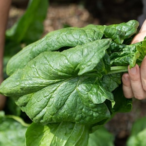 French Viroflay Spinach Seeds: Heirloom, Non-GMO (100+ Seeds)